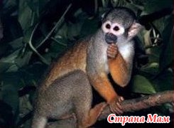 кто знает что за зверь. Смотреть фото кто знает что за зверь. Смотреть картинку кто знает что за зверь. Картинка про кто знает что за зверь. Фото кто знает что за зверь