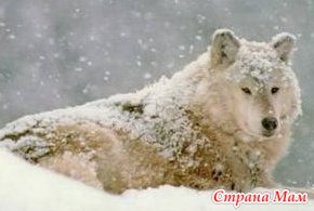 кто знает что за зверь. Смотреть фото кто знает что за зверь. Смотреть картинку кто знает что за зверь. Картинка про кто знает что за зверь. Фото кто знает что за зверь