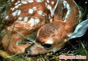 кто знает что за зверь. Смотреть фото кто знает что за зверь. Смотреть картинку кто знает что за зверь. Картинка про кто знает что за зверь. Фото кто знает что за зверь