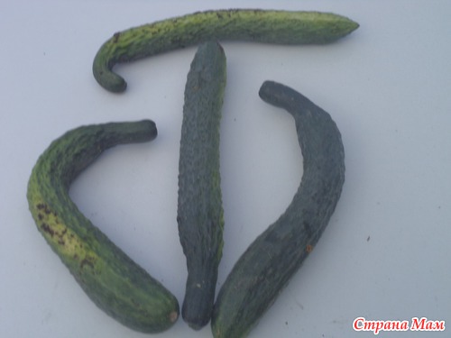 Вот такие огурцы - Сад, огород - Страна Мам