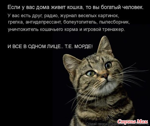 Любимая кошка цитаты Любимая кошка цитаты