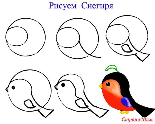 Нарисовать пошагово снегиря Нарисовать пошагово снегиря