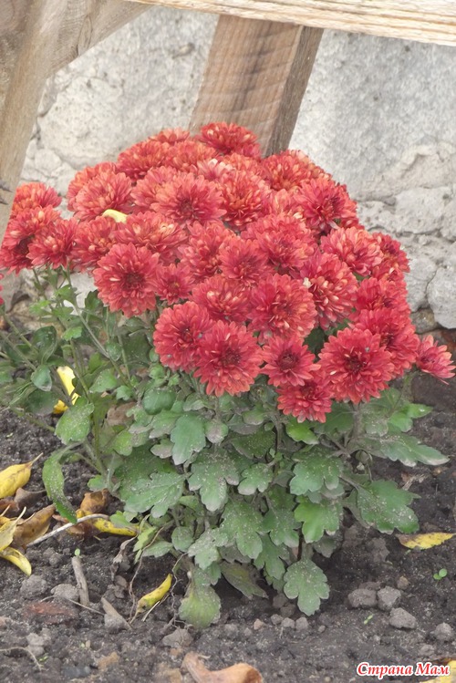 Краски осени