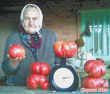 Картинки по запросу сахарный помидор
