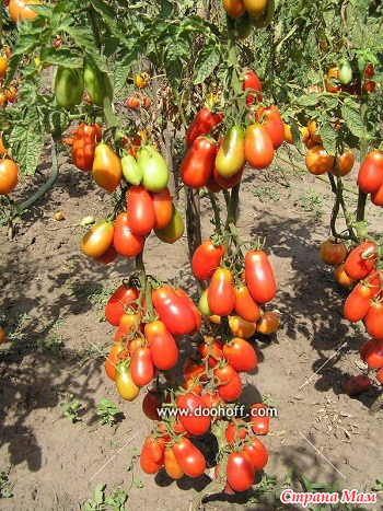 сосулька розовая томат отзывы фото сосулька розовая томат отзывы фото