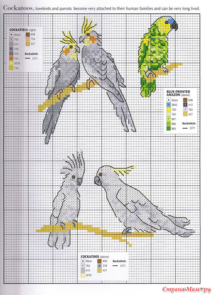 Вышивка волнистый попугай схема