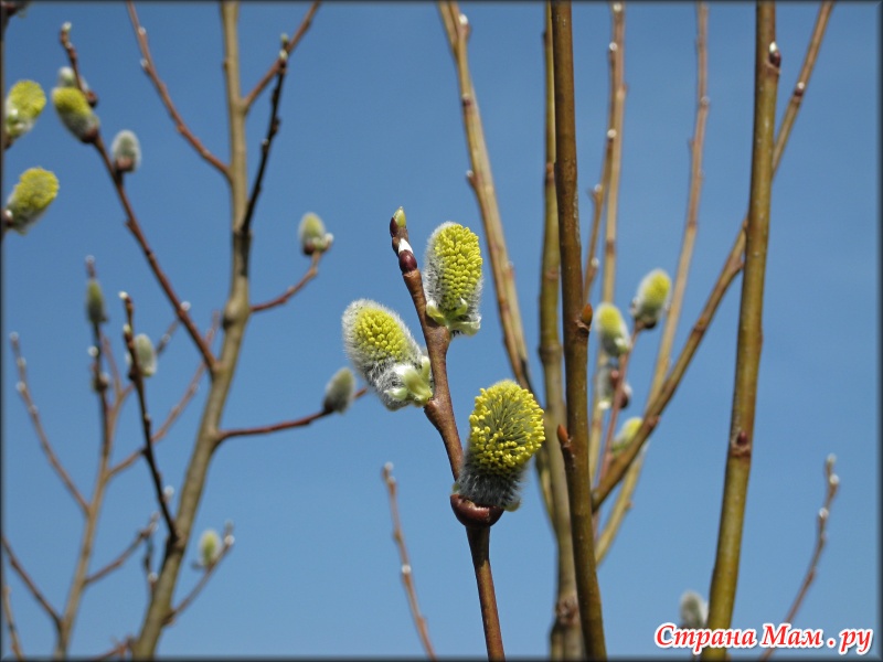 Картинки природа апрель Картинки природа апрель
