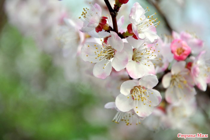 Картинки природа апрель Картинки природа апрель