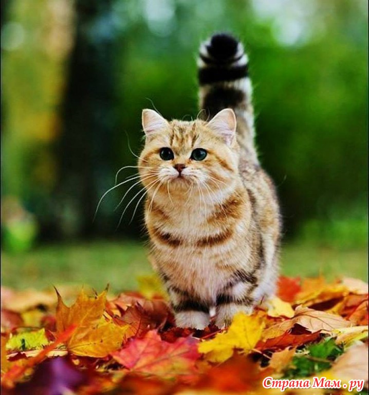 осенние котики картинки осенние котики картинки