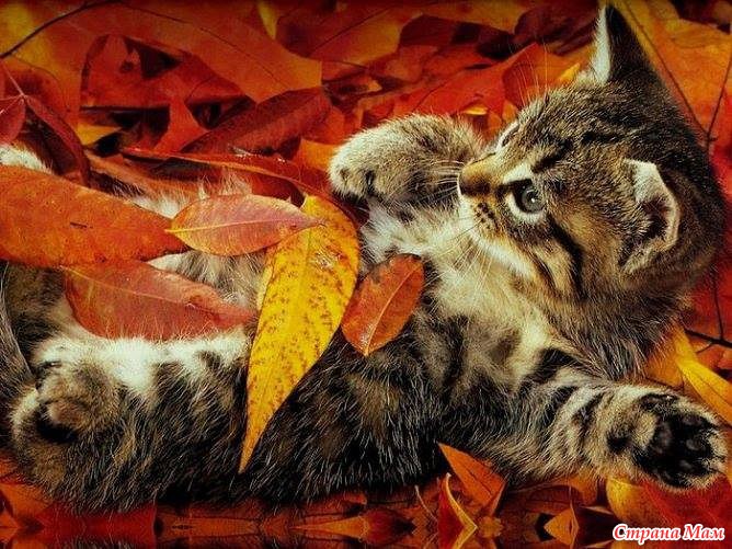 осенние котики картинки осенние котики картинки