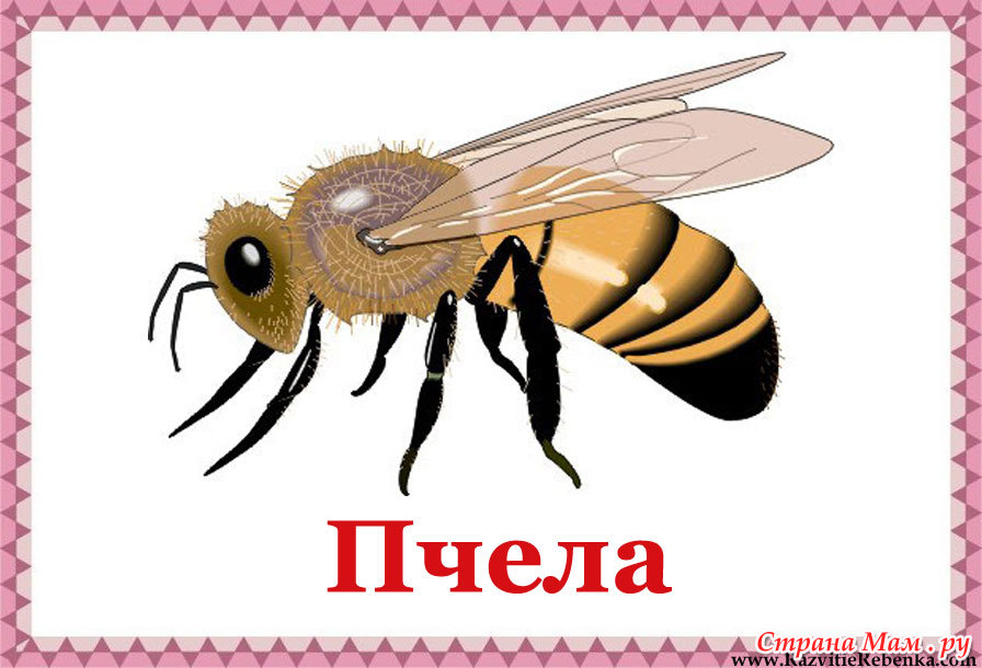 Борис Комар Пчелиный Мед