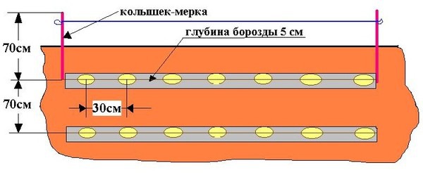 Маркер для посадки картофеля своими руками чертежи