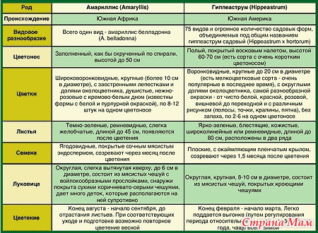 амариллис и гиппеаструм различия фото онлайн амариллис и гиппеаструм различия фото