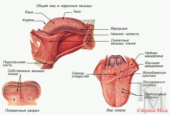 Как выглядит корень языка