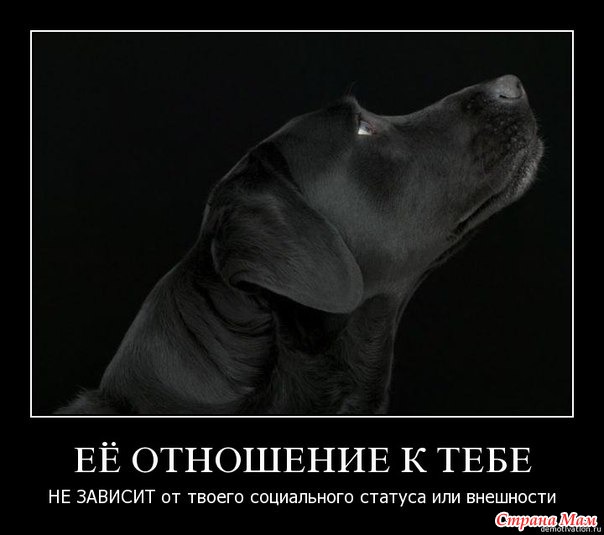 Собаки с Красивые Что значит Мужские Больно Собаки с Красивые Что значит Мужские Больно