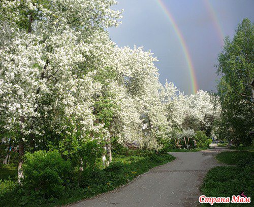 Картинки природы сакуры Картинки природы сакуры