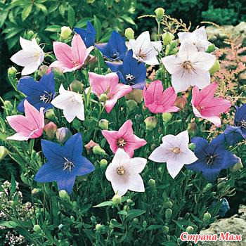 ����� ������ �������-�����������