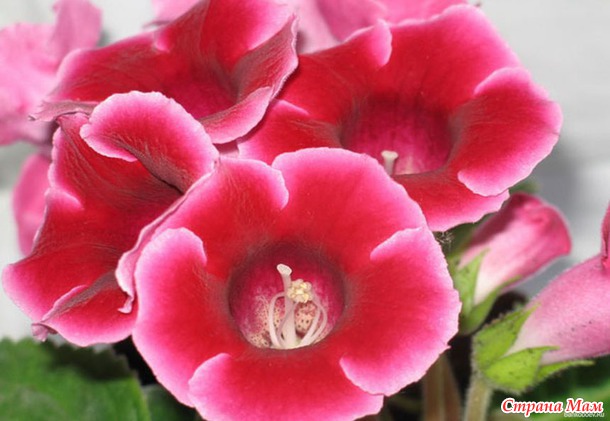 ����� ������ �������-�����������