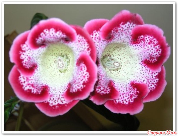 ����� ������ �������-�����������