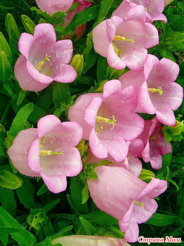 ����� ������ �������-�����������