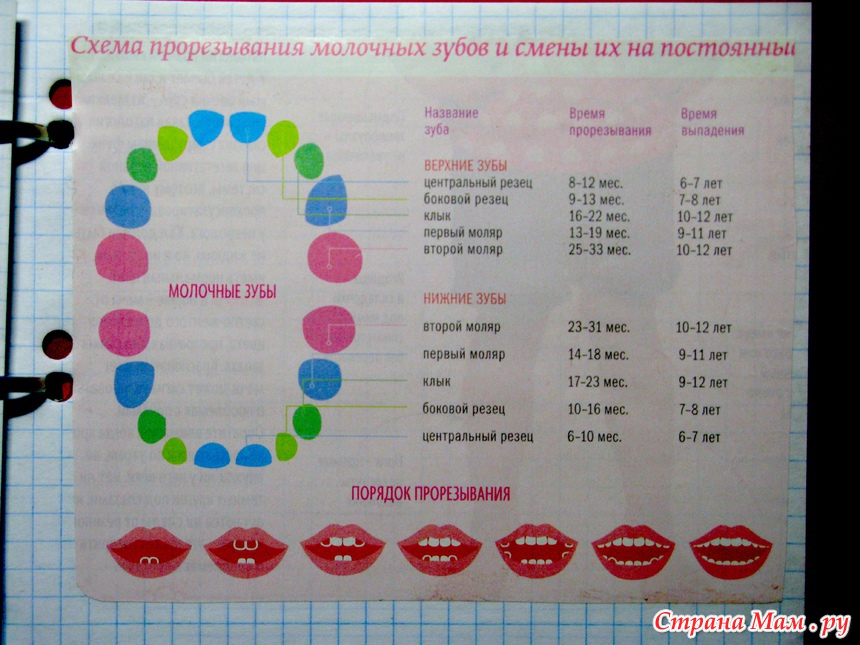 Молочных зубов у детей сроки и схема Молочных зубов у детей сроки и схема