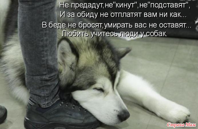 Кот которого не любили стих Кот которого не любили стих