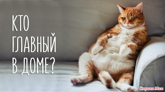 Кто сказал "Мяу"?