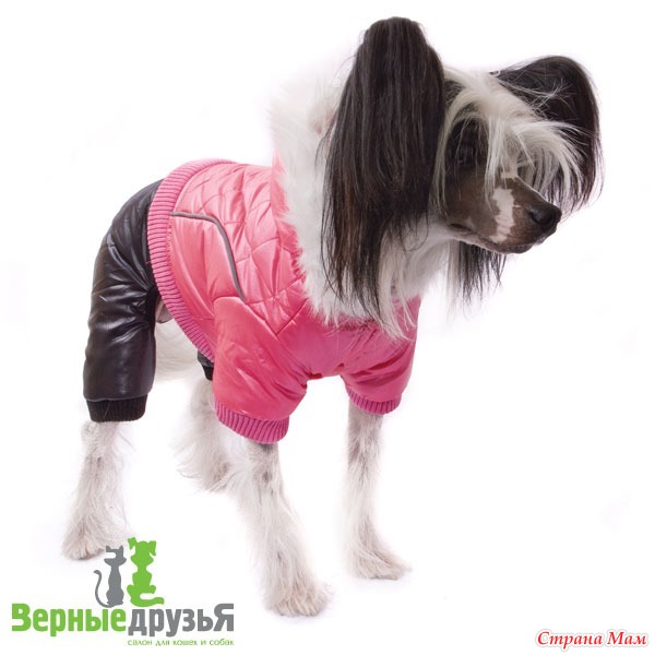 Выкройки для китайской хохлатой собаки Выкройки для китайской хохлатой собаки