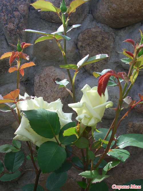 ����������