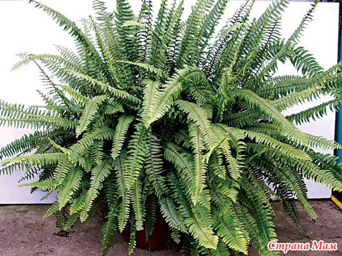 ��������� ����� � ������� ������� (���������� � ���������).