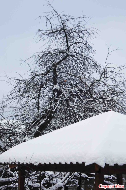 ���� ������