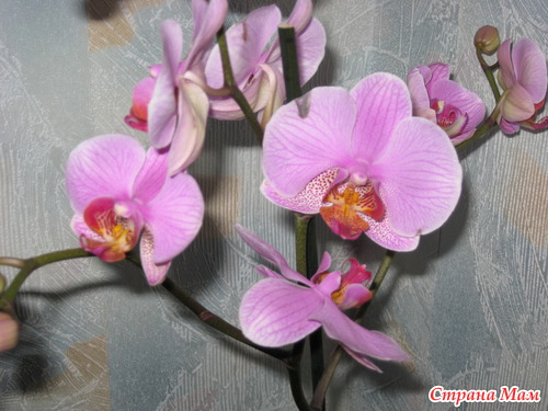 ��� ��������� ��������