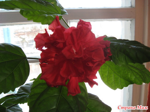 ��� ��������� ��������