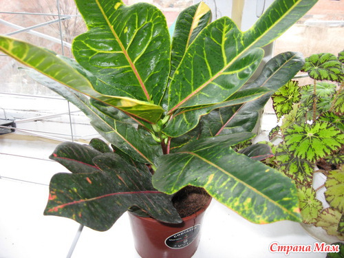 ��� ��������� ��������