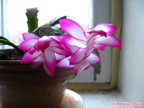 ��� ��������� ��������