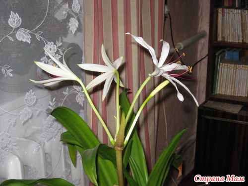 ��� ��������� ��������