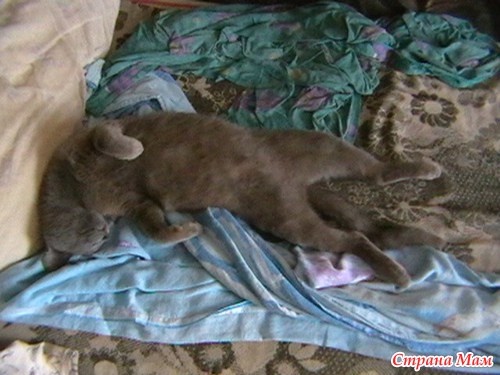 ��� �����