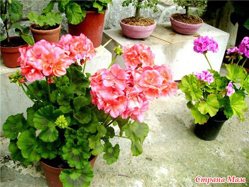 �������� ��������� ��������.