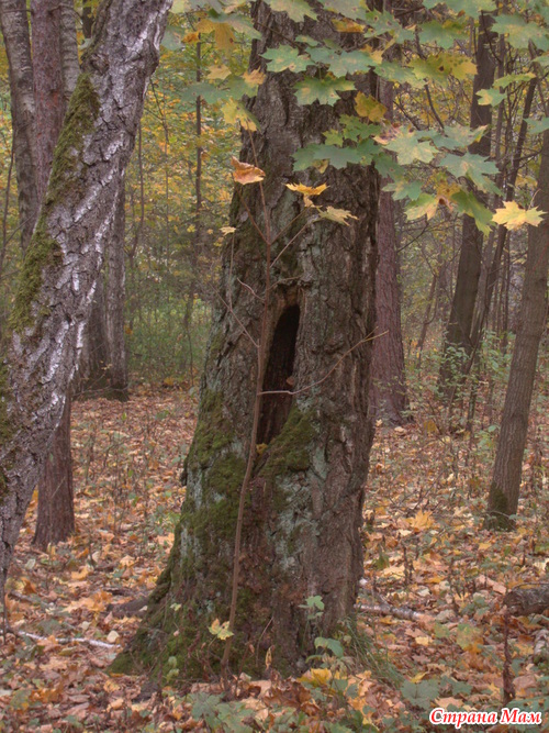 ������� �� ���������)))