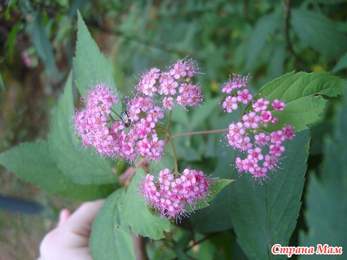 ������� �� ���������)))