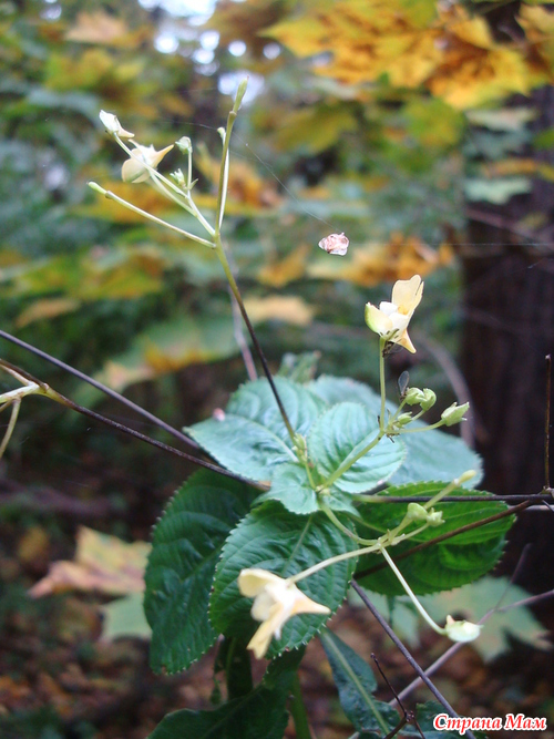 ������� �� ���������)))