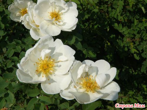 ��� �����