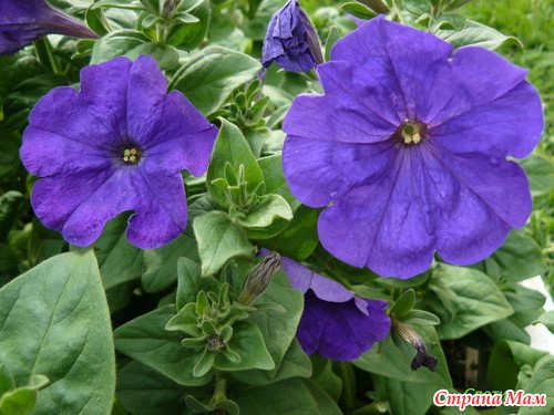 ��� �����