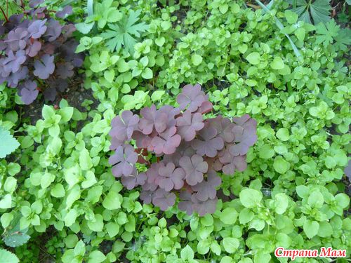 ��� �����