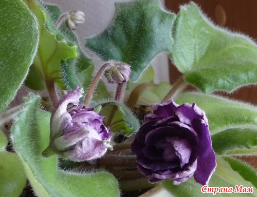 ������-��������