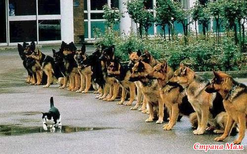 ������� �������