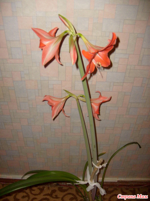 ���������� �������