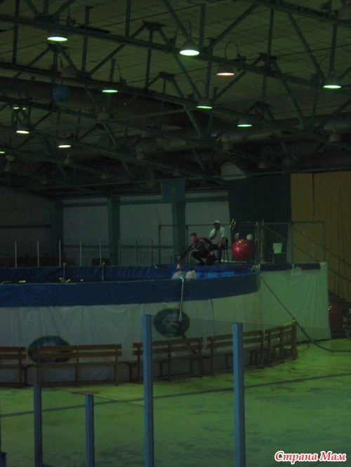 Шоу"Дельфинов "