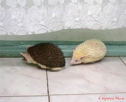 Альбинизм