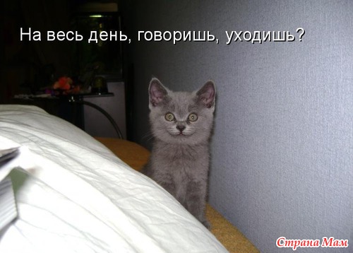 Прикольные фото животных!